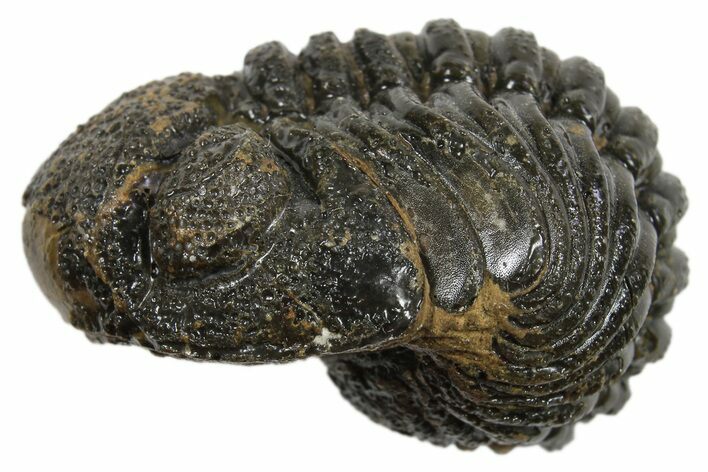 Long Partially Enrolled Morocops Trilobite - Morocco #296630